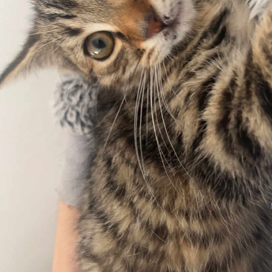 Milla a rejoint le concours — aidez-le/la à gagner de superbes lots ! animal, cat, close_up, cute, domestic, eyes, feline, fur, gray, hand, holding, indoor, kitten, pet, soft, striped, sweater, tabby, whiskers, young