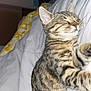 kitten, cat, sleeping, tabby, pet, animal, bed, blanket, cozy, fur, whiskers, ears, cute, resting, indoor, comfort, nap, young, feline, peaceful