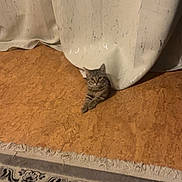 Milla a rejoint le concours — aidez-le/la à gagner de superbes lots ! kitten, cat, curtain, floor, rug, tabby, indoor, pet, animal, cute, resting, curious, pattern, texture, home, feline, cozy, small, young, playful