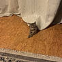 kitten, cat, curtain, floor, rug, tabby, indoor, pet, animal, cute, resting, curious, pattern, texture, home, feline, cozy, small, young, playful