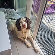 Chouquette participe au concours pour gagner de l'argent avec cette photo : animal, calm, companion, dog, ears, fence, floor, glass_door, home, indoor, looking_up, paw, pet, pet_bed, purple, reflection, relaxed, snout, tile, window