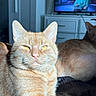 animal, cat, close_up, domestic_animal, dorm_room, dresser, feline, fur, furniture, ginger_cat, indoor, pet, portrait, relaxed, resting, second_cat, sunlight, television, whiskers, yellow_eyes