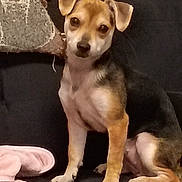 Pippa Jean is registered to the contest to win money with this photo: alert, animal, black, brown, companionship, couch, cute, dog, domestic, ears, fur, indoor, looking, pet, pillow, puppy, sitting, small, toy, white