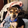 Pippa Jean is registered to the contest to win money with this photo: animal, blanket, blue_collar, closeup, companion, cozy, curious, cute, dog, domestic, fabric, fur, indoor, pet, portrait, puppy, sitting, small_dog, soft, young