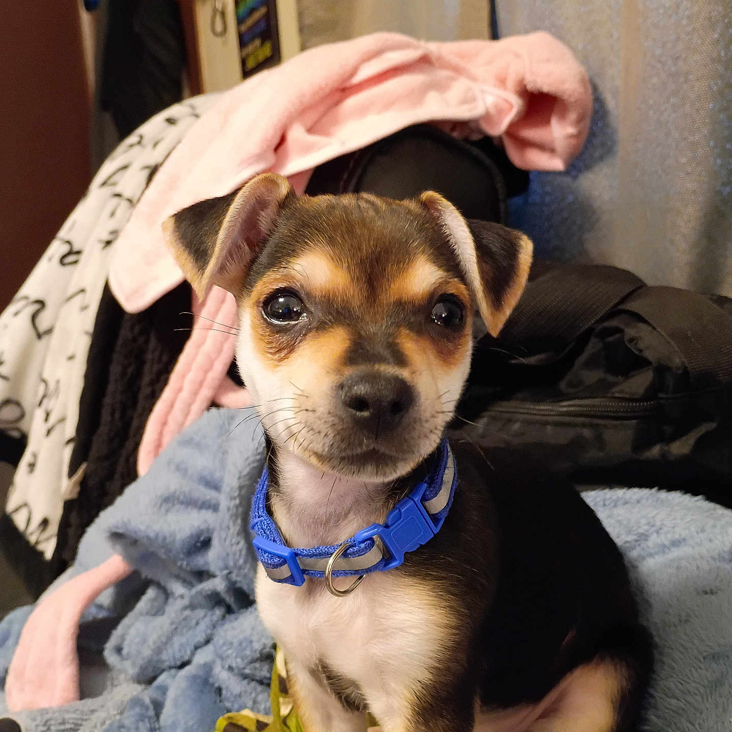 Pippa Jean