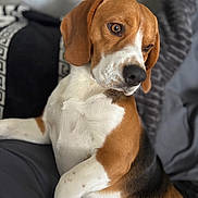 Voyou participe au concours pour gagner de l'argent avec cette photo : beagle, dog, pet, canine, brown, white, black, fur, ears, eyes, nose, paw, indoor, couch, blanket, relaxed, portrait, animal, companion, cute