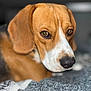 dog, beagle, close_up, pet, animal, brown, white, fur, face, ears, snout, blanket, indoor, portrait, looking, expression, cute, domestic, resting, soft_focus