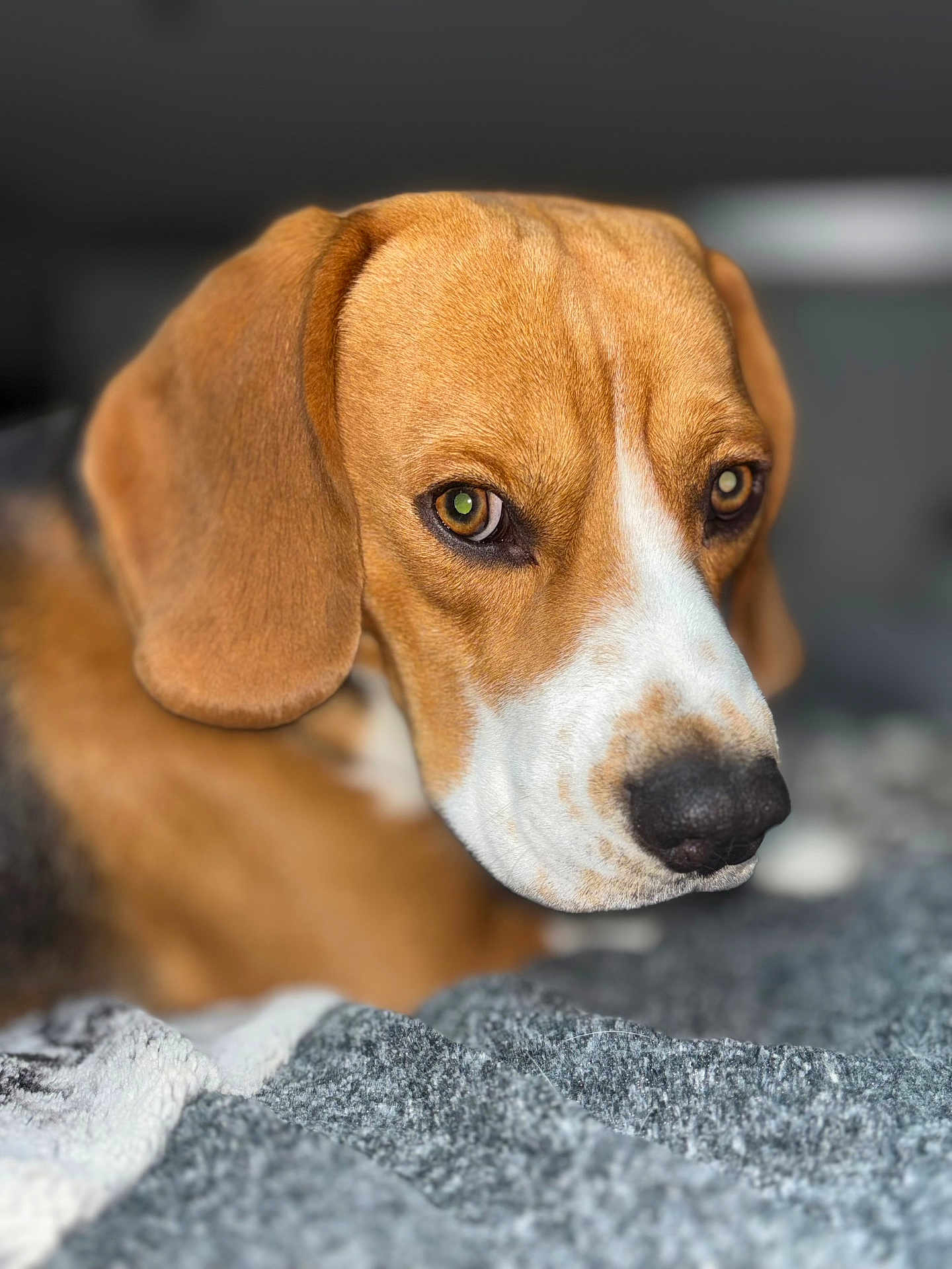 Voyou participe au concours pour gagner de l'argent avec cette photo : dog, beagle, close_up, pet, animal, brown, white, fur, face, ears, snout, blanket, indoor, portrait, looking, expression, cute, domestic, resting, soft_focus