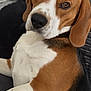 Voyou a rejoint le concours — aidez-le/la à gagner de superbes lots ! dog, beagle, pet, animal, brown, white, black, fur, ears, nose, eyes, portrait, laying, indoor, cute, canine, mammal, closeup, companion, relaxed