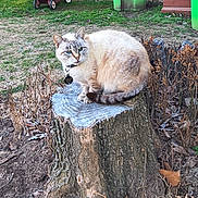 Diedre joined the competition — help win amazing prizes! animal, background, blue_eyes, cat, collar, daylight, domestic_cat, dry_plants, fur, grass, ground, leaf_litter, mammal, nature, outdoor, pet, trash_bins, tree_stump, wagon, yard