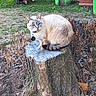 animal, background, blue_eyes, cat, collar, daylight, domestic_cat, dry_plants, fur, grass, ground, leaf_litter, mammal, nature, outdoor, pet, trash_bins, tree_stump, wagon, yard