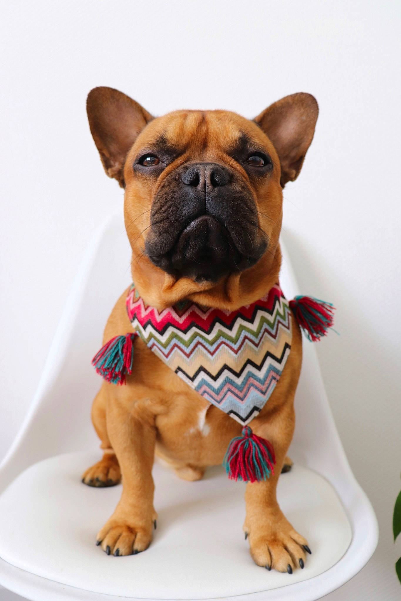Neyo participe au concours pour gagner de l'argent avec cette photo : ancient_dog_breeds, bow_tie, bulldog, canidae, carnivore, companion_dog, dog, dog_breed, dog_clothes, dog_collar, fawn, french_bulldog, griffon_bruxellois, mammal, non_sporting_group, pug, rare_breed_dog, snout, toy_bulldog, vertebrate