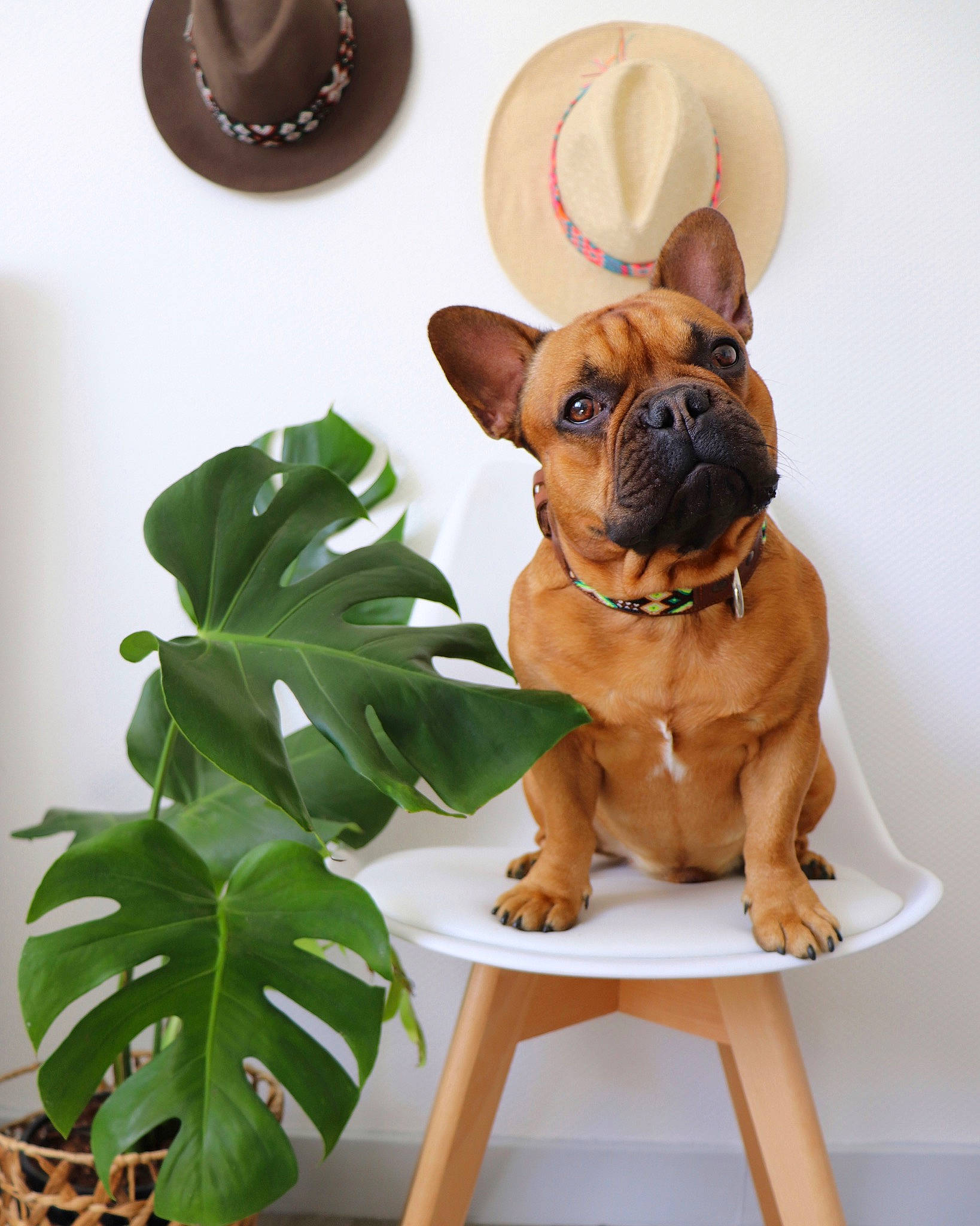 Neyo a rejoint le concours — aidez-le/la à gagner de superbes lots ! boxer, bulldog, canidae, carnivore, companion_dog, dog, dog_breed, fawn, french_bulldog, mammal, plant, puppy, snout