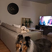 Pascal Brenier participe au concours pour gagner de l'argent avec cette photo : dog, living_room, sofa, tv, floor, cushion, plant, table, mirror, decor, wood_floor, pet, canine, indoor, furniture, home, relaxing, companion, friendly, cozy
