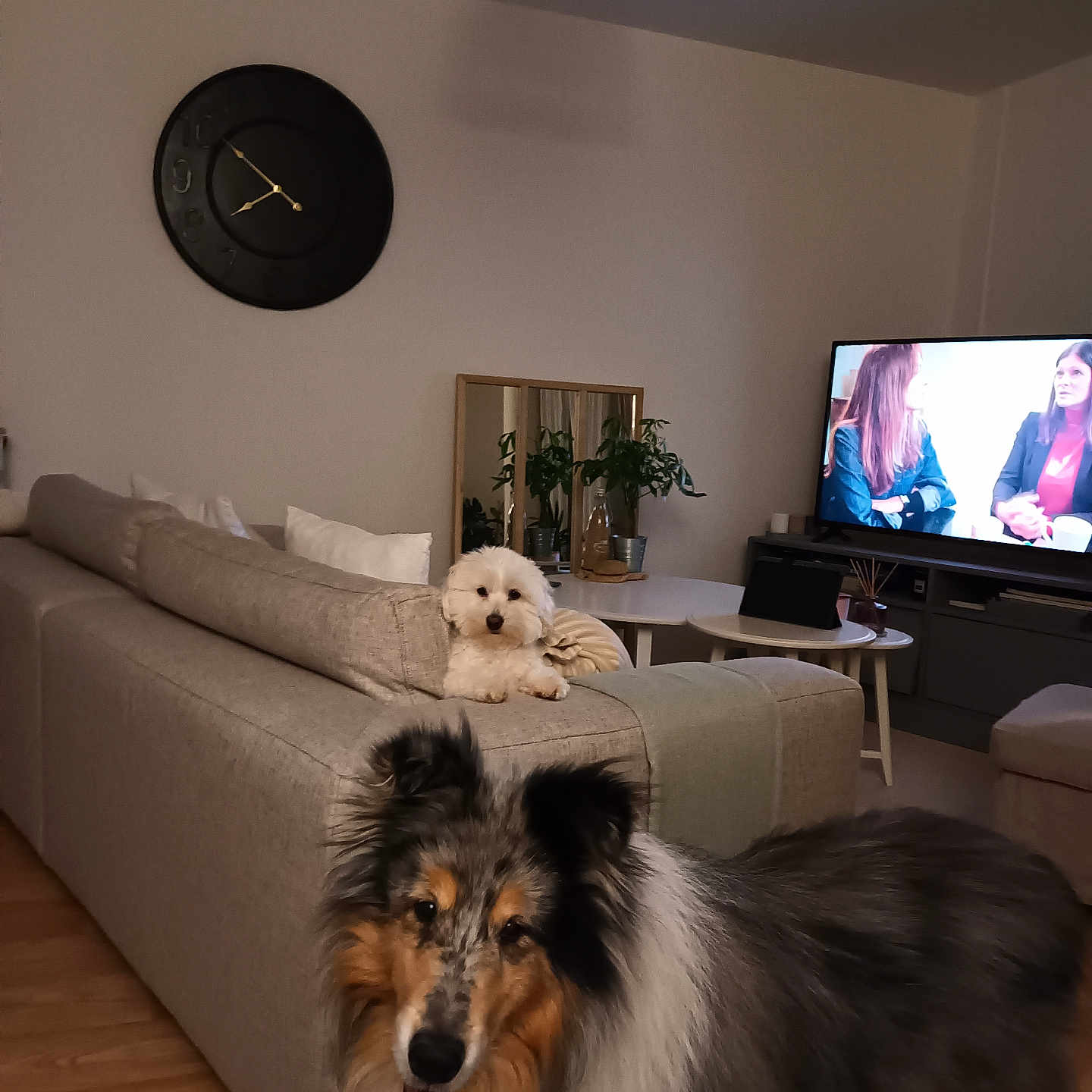 Pascal Brenier participe au concours pour gagner de l'argent avec cette photo : canine, companion, cozy, cushion, decor, dog, floor, friendly, furniture, home, indoor, living_room, mirror, pet, plant, relaxing, sofa, table, tv, wood_floor