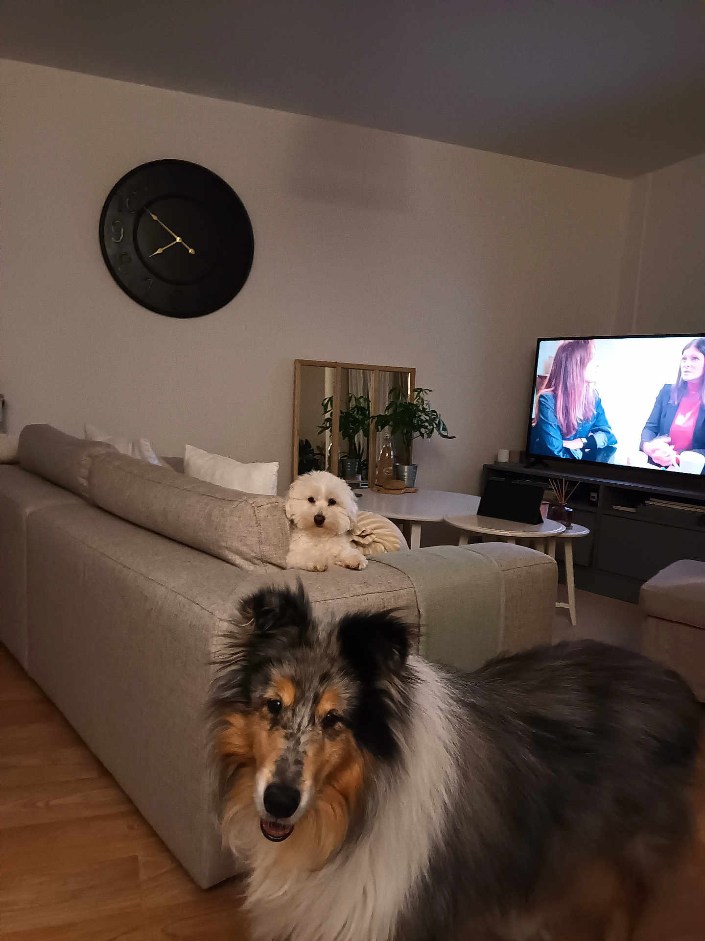 Pascal Brenier participe au concours pour gagner de l'argent avec cette photo : dog, living_room, sofa, tv, floor, cushion, plant, table, mirror, decor, wood_floor, pet, canine, indoor, furniture, home, relaxing, companion, friendly, cozy