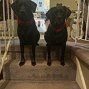 Bailey And Brody joined the competition — help win amazing prizes! dog, black_dog, pets, stairs, carpet, indoor, home, holiday_decor, kitchen, red_collar, pets_sitting, animal, domestic_animal, two_dogs, decorations, festive, interior, railings, furniture, household