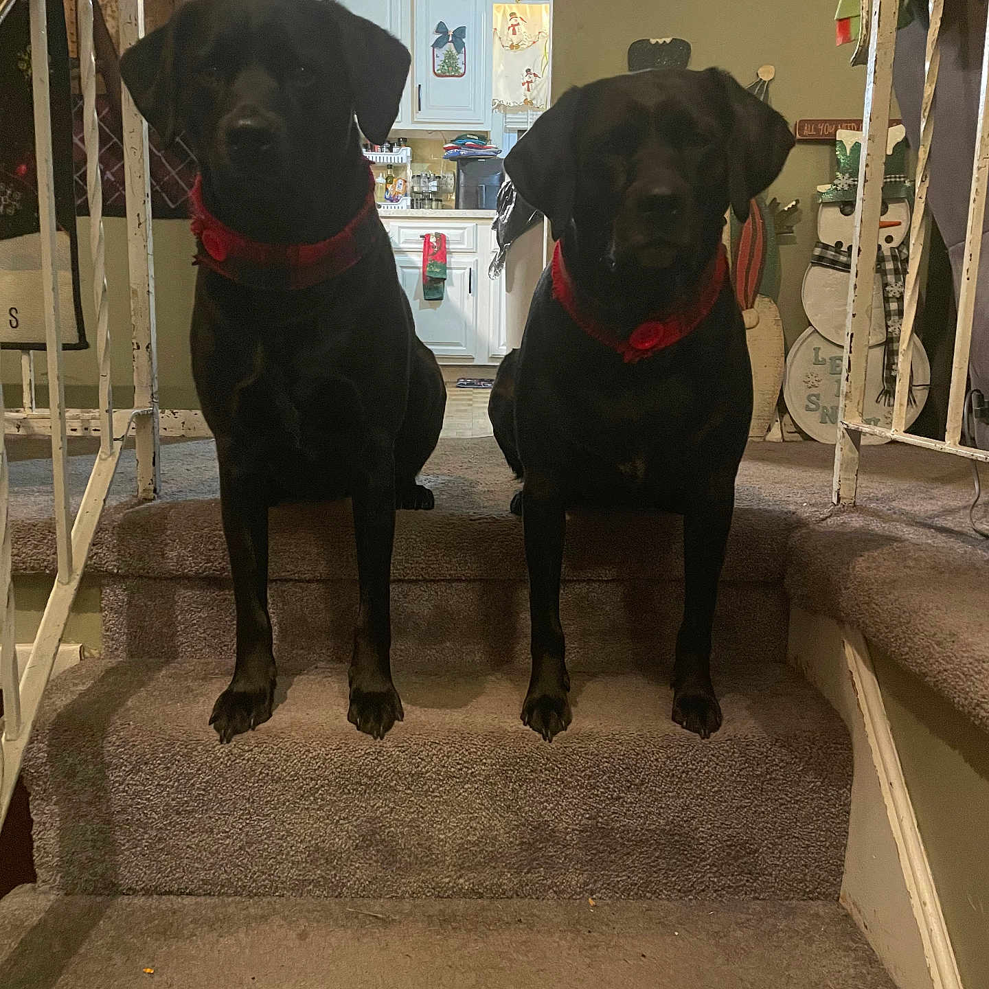 Bailey And Brody joined the competition — help win amazing prizes! dog, black_dog, pets, stairs, carpet, indoor, home, holiday_decor, kitchen, red_collar, pets_sitting, animal, domestic_animal, two_dogs, decorations, festive, interior, railings, furniture, household