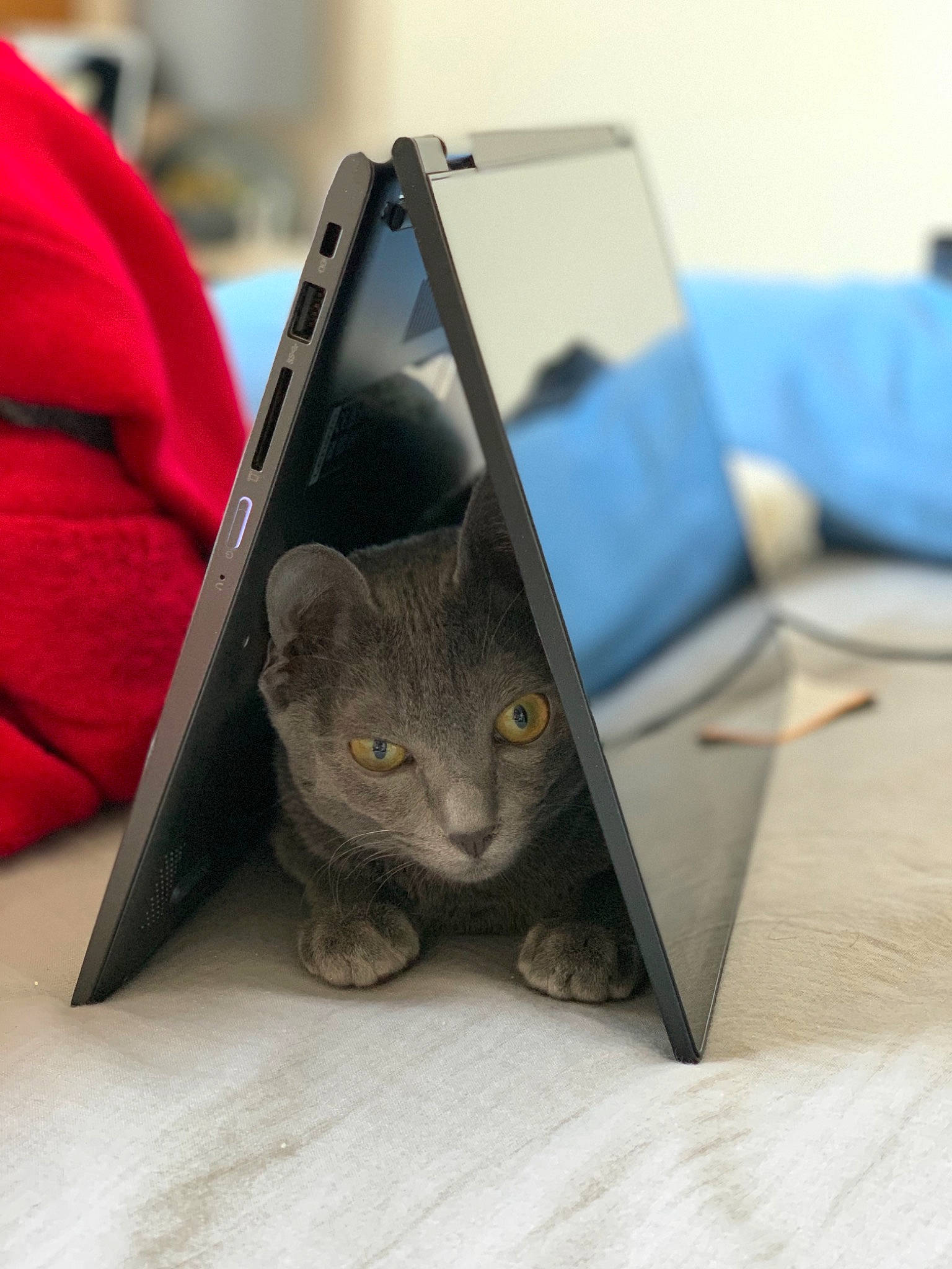 River a rejoint le concours — aidez-le/la à gagner de superbes lots ! black_cat, carnivore, cat, comfort, communication_device, computer, electronic_device, felidae, gadget, grey, laptop, netbook, personal_computer, portable_communications_device, russian_blue, small_to_medium_sized_cats, snout, tail, technology, whiskers