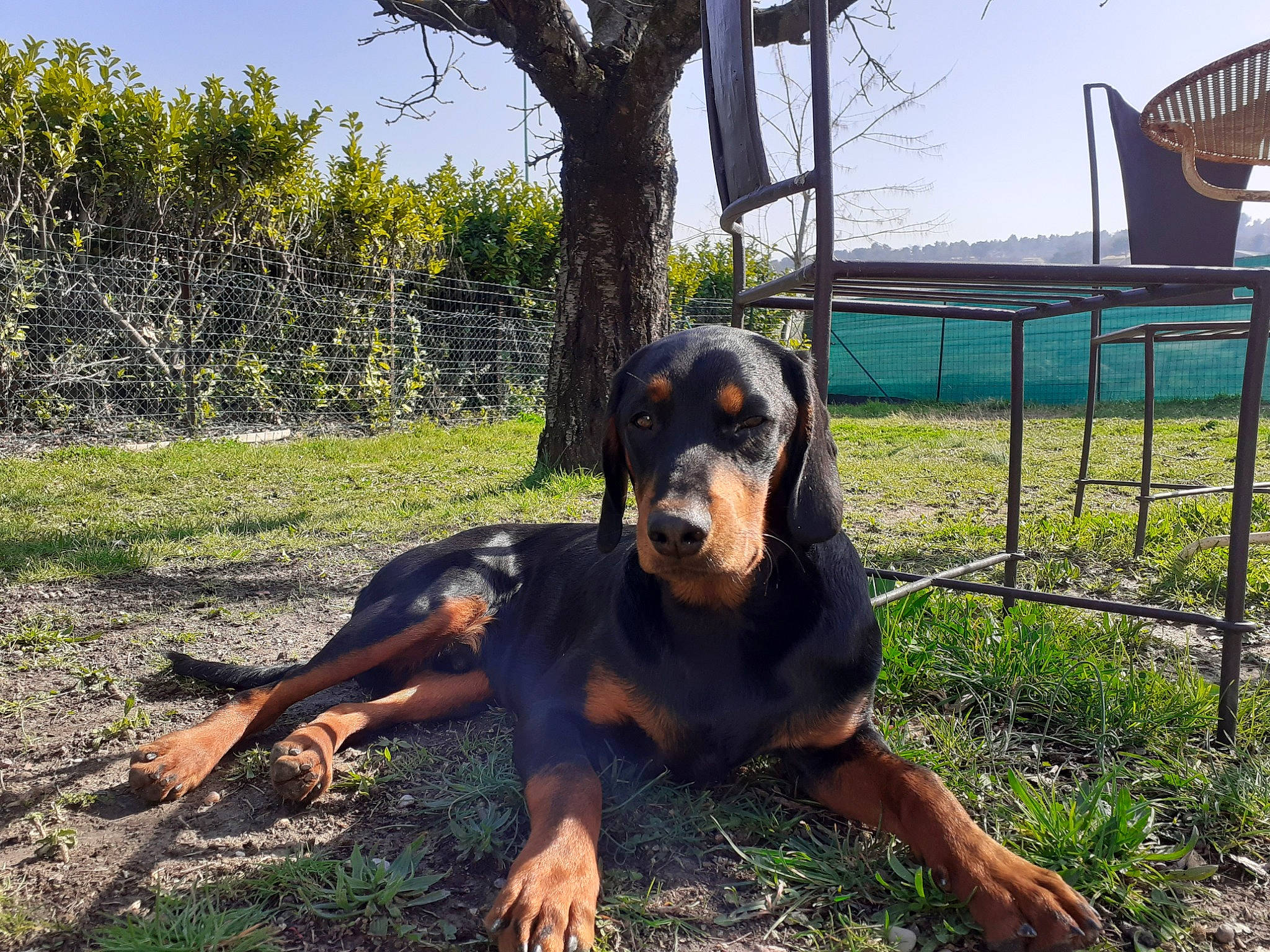 Rafu participe au concours pour gagner de l'argent avec cette photo : carnivore, companion_dog, dog, dog_breed, grass, guard_dog, hound, hunting_dog, landscape, montenegrin_mountain_hound, plant, rottweiler, sky, smile, sporting_group, tree, working_animal, working_dog