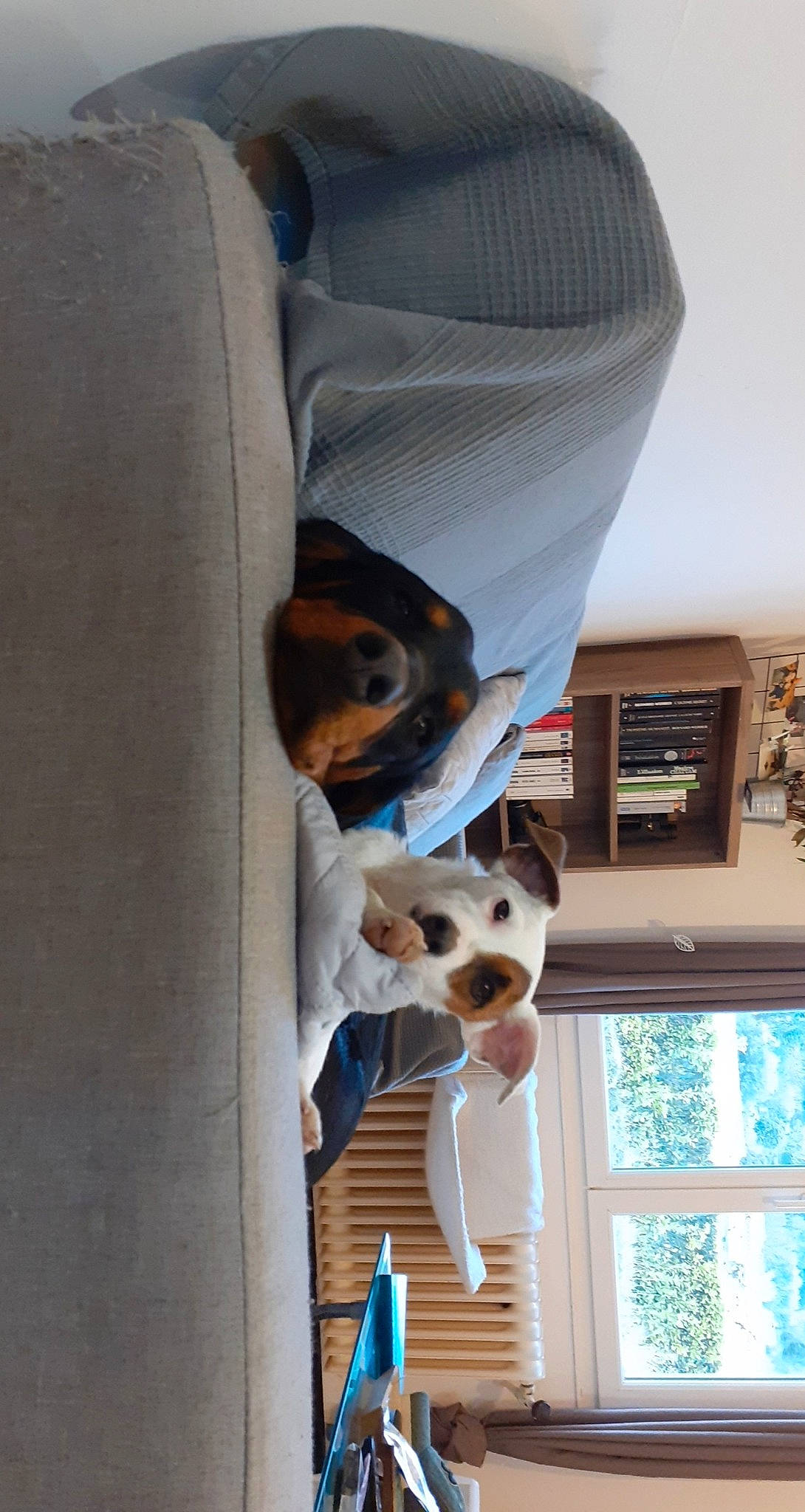 Rafu participe au concours pour gagner de l'argent avec cette photo : building, canidae, carnivore, comfort, companion_dog, dog, dog_breed, door, eyewear, fawn, flooring, house, houseplant, picture_frame, snout, sporting_group, sunglasses, tree, window, wood