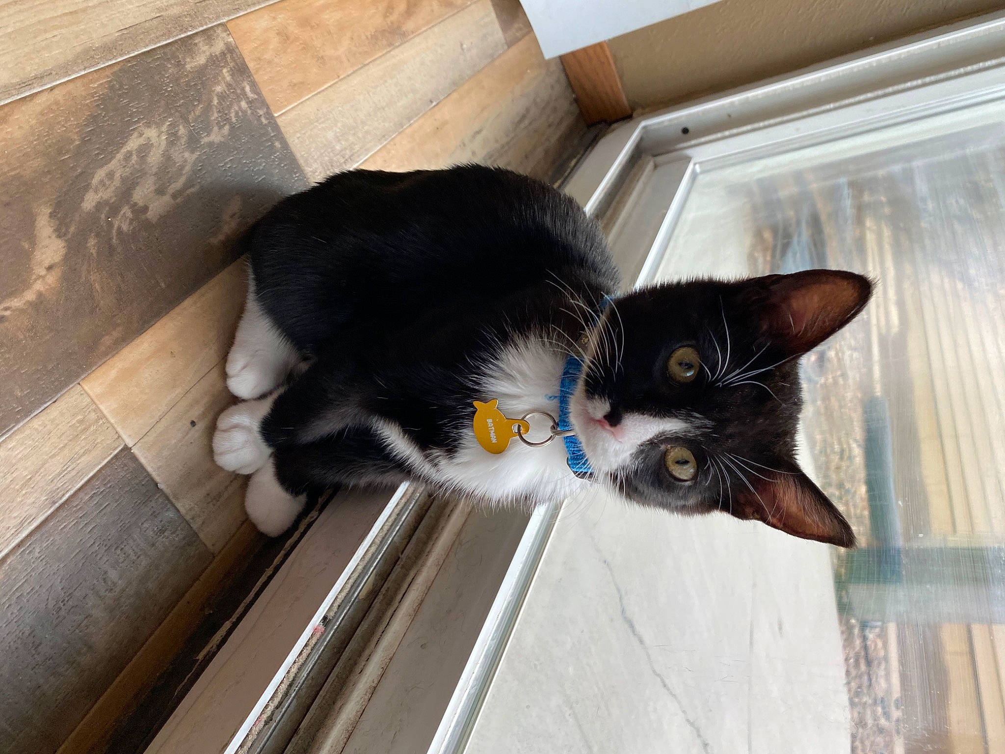 Kate is registered to the contest to win money with this photo: black_cat, carnivore, cat, domestic_short_haired_cat, ear, eye, felidae, floor, fur, kitten, polydactyl_cat, small_to_medium_sized_cats, tail, whiskers, window