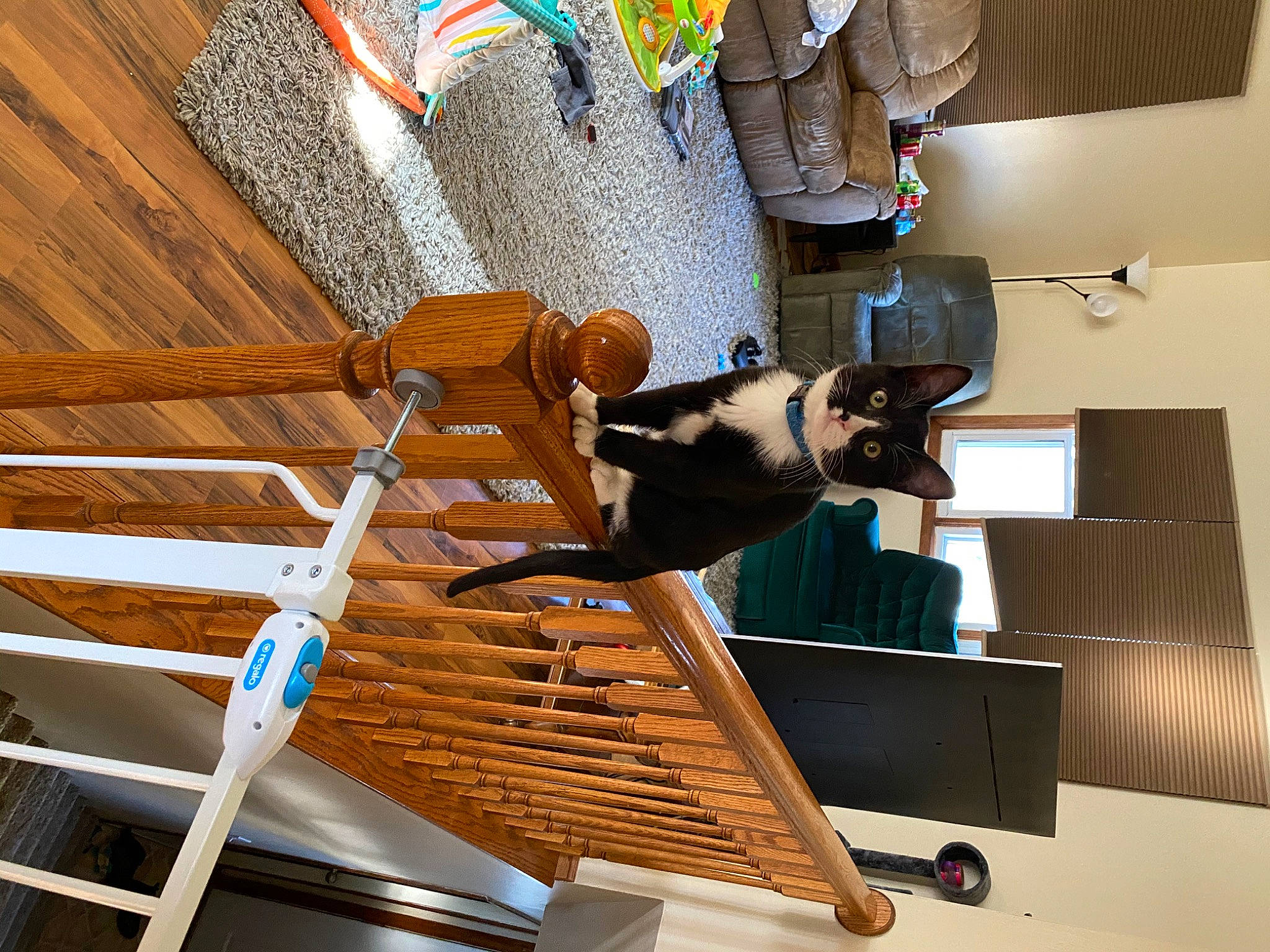 Kate is registered to the contest to win money with this photo: art, cat, felidae, small_to_medium_sized_cats, weaving, wood