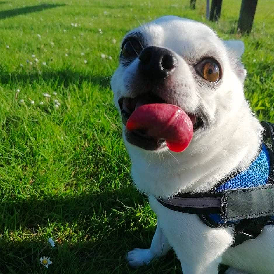 Hector joined the competition — help win amazing prizes! carnivore, collar, companion_dog, dog, dog_breed, dog_collar, dog_supply, eyewear, fawn, goggles, grass, groundcover, happy, leash, snout, sporting_group, sunglasses, toy, whiskers, working_animal