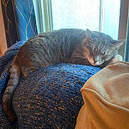 Storm joined the competition — help win amazing prizes! blanket, blue_blanket, cat, cozy, cushion, feline, fur, home, indoor, knit_blanket, nap, pet, relaxation, resting, sleeping, sunlight, tabby_cat, tail, whiskers, window