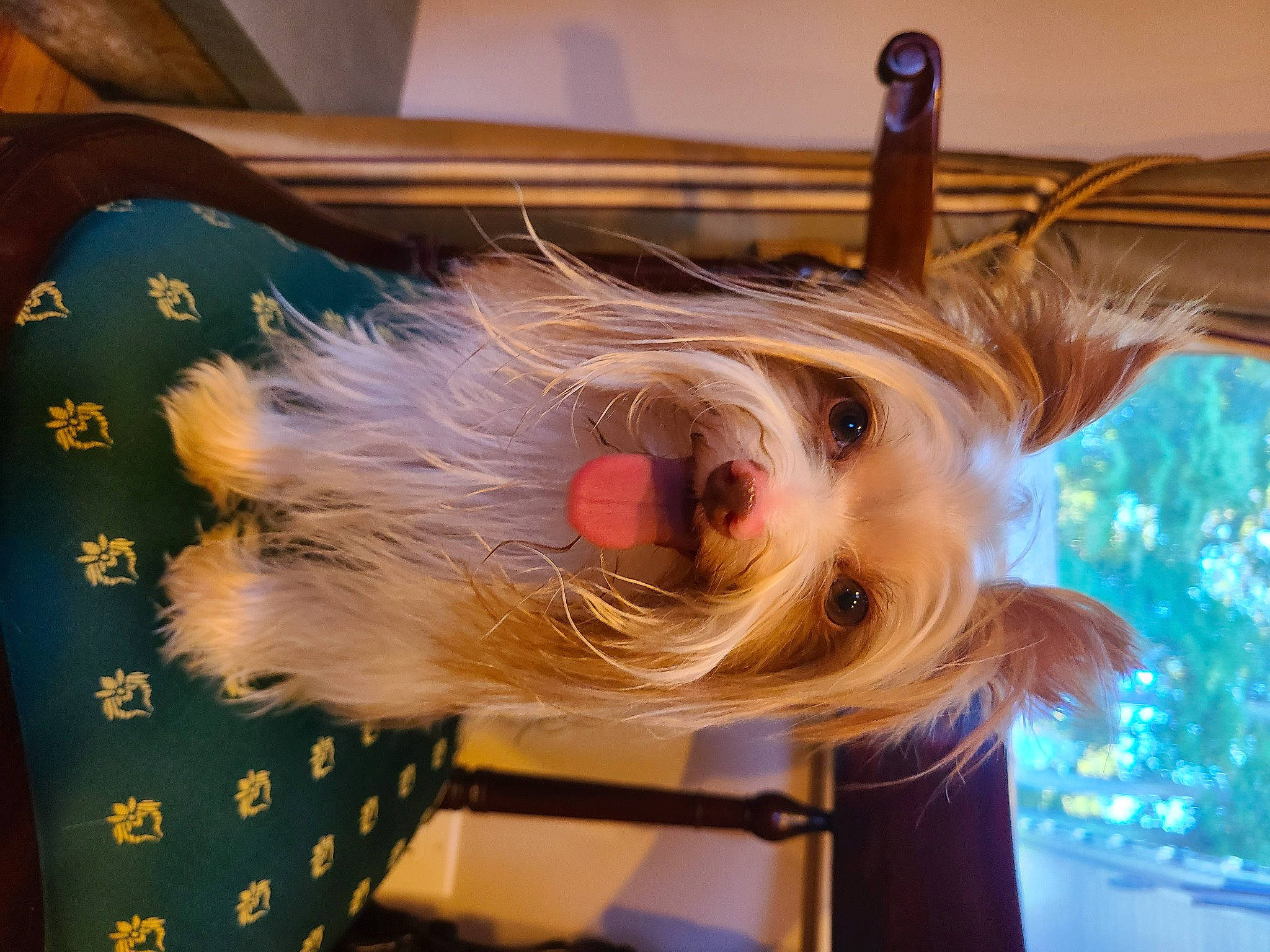 Rico joined the competition — help win amazing prizes! canidae, carnivore, christmas, christmas_ornament, companion_dog, dog, dog_breed, dog_clothes, dog_supply, event, fashion_accessory, fawn, fur, holiday, liver, party_hat, snout, sporting_group, toy, toy_dog