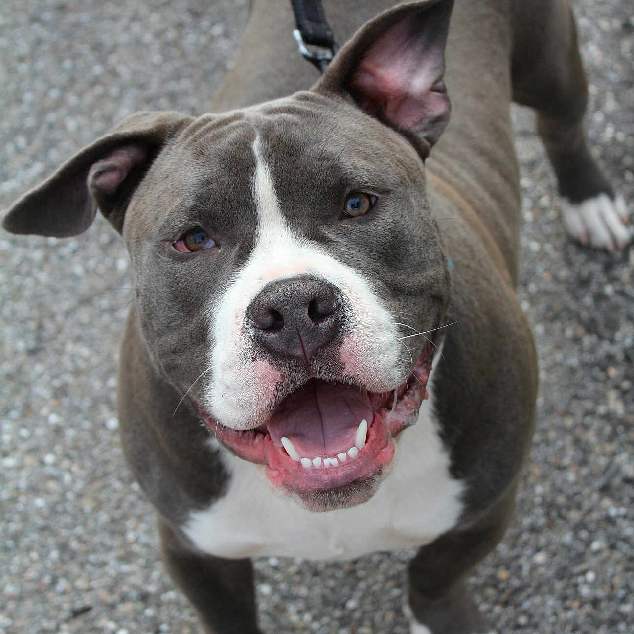 Drogo joined the competition — help win amazing prizes! american_pit_bull_terrier, american_staffordshire_terrier, ancient_dog_breeds, bull_and_terrier, canidae, carnivore, dog, dog_breed, fawn, mammal, non_sporting_group, pit_bull, rare_breed_dog, snout, sporting_group, staffordshire_bull_terrier, terrier, vertebrate