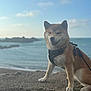animal, canine, cloud, coast, dog, harness, landscape, leash, nature, ocean, outdoor, pet, rock, sea, shiba_inu, sitting, sky, smiling, sunlight, water