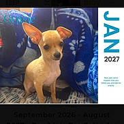 Gypsie is registered to the contest to win money with this photo: chihuahua, puppy, dog, blanket, blue, calendar, january, text, pet, small_dog, cute, animal, indoor, cozy, pattern, fur, ears, sitting, portrait, young