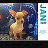 chihuahua, puppy, dog, blanket, blue, calendar, january, text, pet, small_dog, cute, animal, indoor, cozy, pattern, fur, ears, sitting, portrait, young