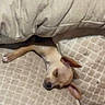 Gypsie is registered to the contest to win money with this photo: dog, puppy, sleeping, cushion, blanket, beige, cozy, indoor, pet, resting, small_dog, fur, snuggled, cute, relaxed, home, comfort, animal, ears, sleep