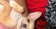 Gypsie joined the competition — help win amazing prizes! puppy, dog, small_dog, tan_dog, pet, lap, person, clothing, red_shorts, pink_shirt, gray_shirt, blanket, animal, cute, ears, fur, indoor, resting, cozy, companion