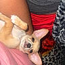puppy, dog, small_dog, tan_dog, pet, lap, person, clothing, red_shorts, pink_shirt, gray_shirt, blanket, animal, cute, ears, fur, indoor, resting, cozy, companion
