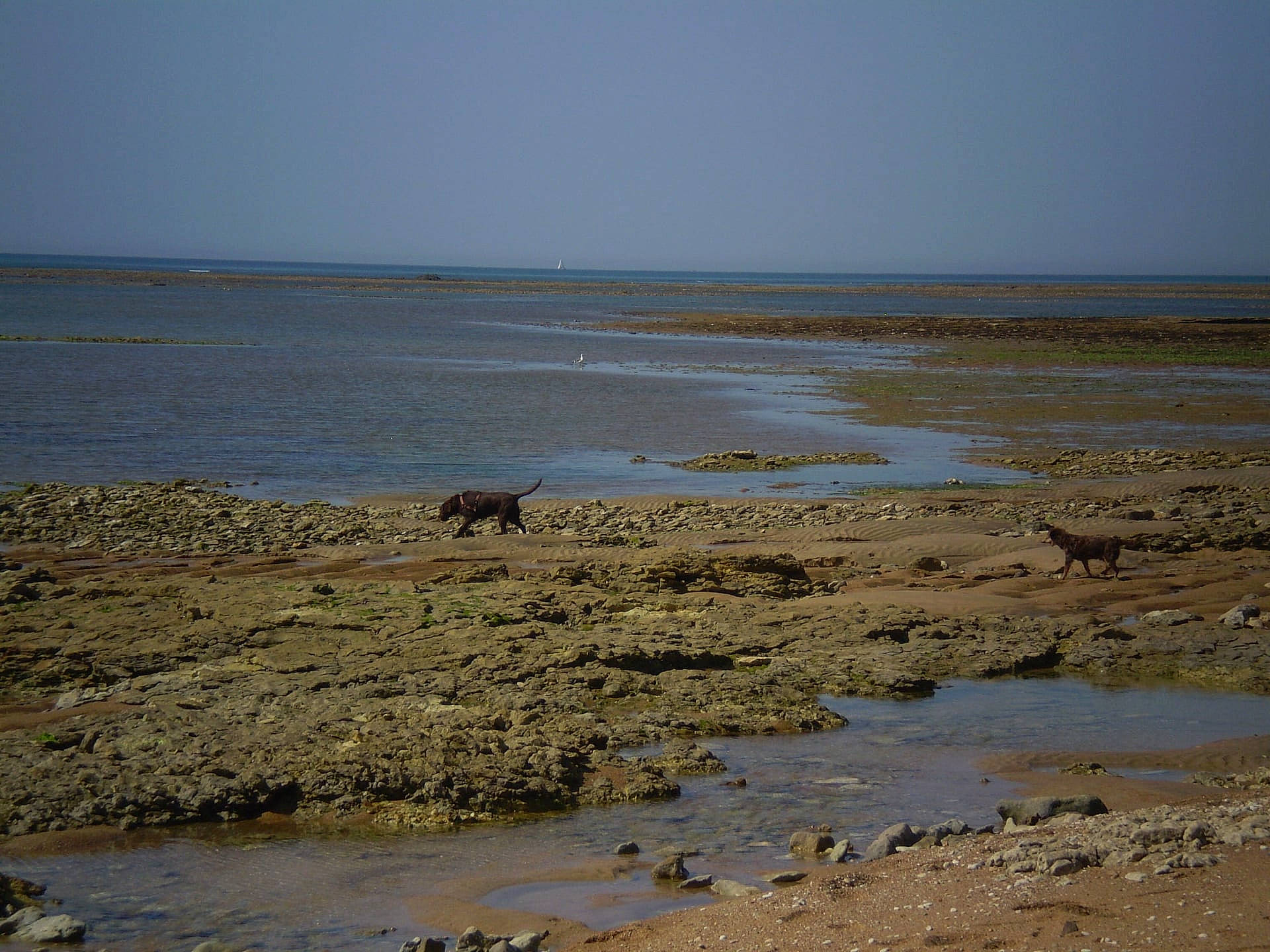 Cezanne a rejoint le concours — aidez-le/la à gagner de superbes lots ! bank, calm, coast, fluid, fluvial_landforms_of_streams, horizon, lake, landscape, liquid, marsh, natural_landscape, sand, seep, sky, tidal_marsh, water, watercourse, wetland, wildlife, working_animal