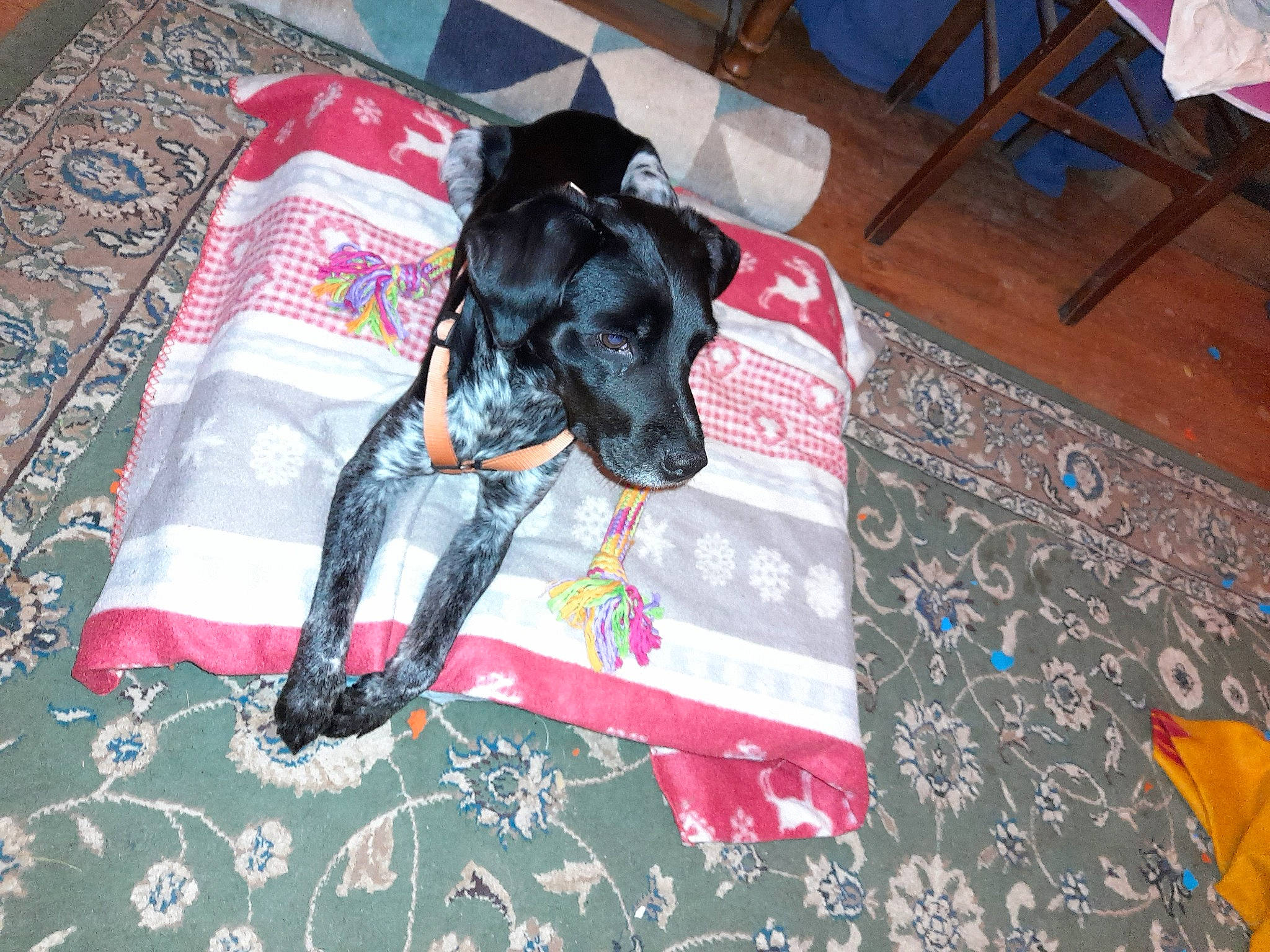 Maya a rejoint le concours — aidez-le/la à gagner de superbes lots ! canidae, carnivore, chair, comfort, companion_dog, dog, dog_breed, dog_supply, flooring, fur, guard_dog, linens, non_sporting_group, pattern, room, sleeve, sporting_group, working_animal