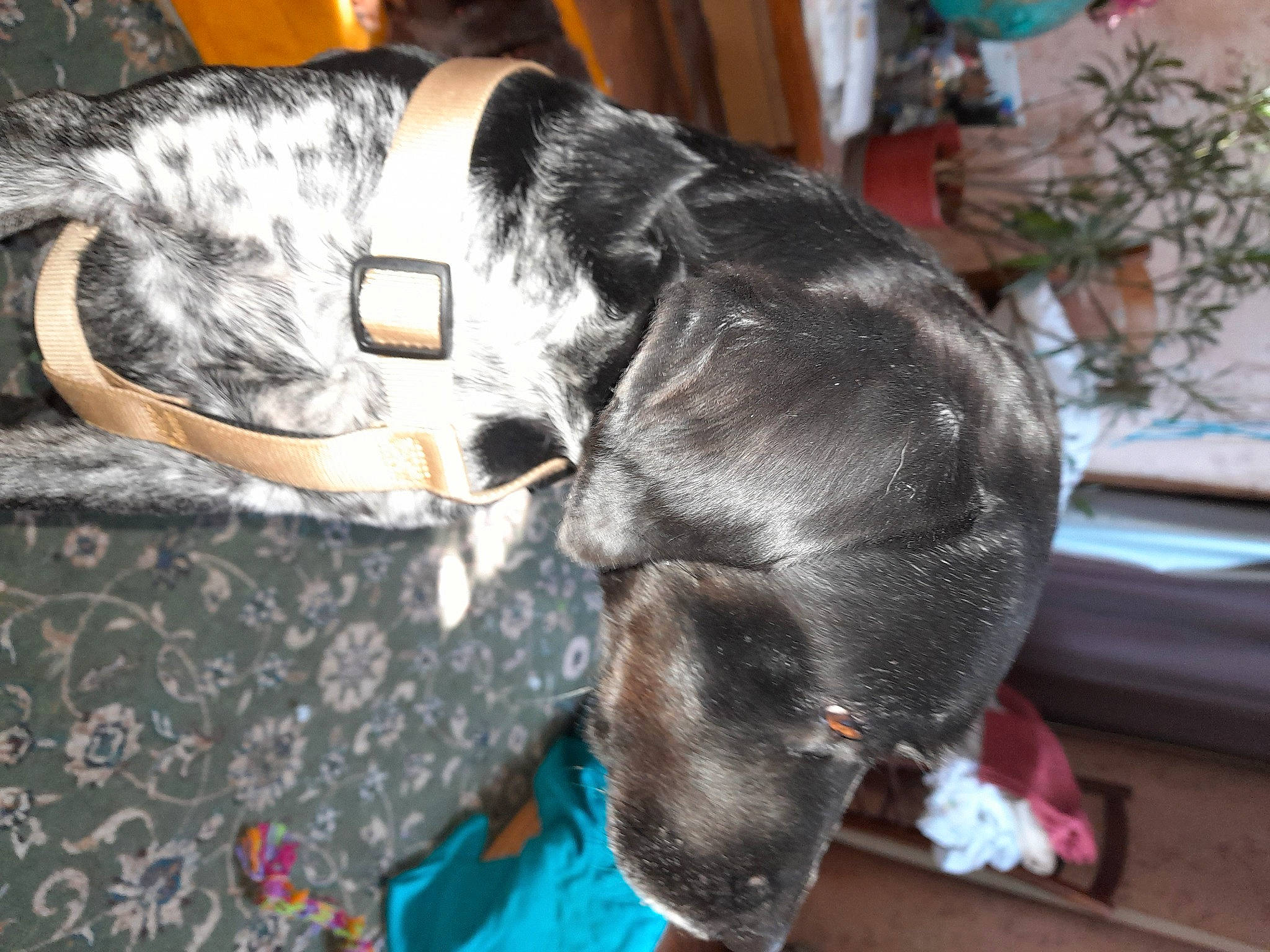 Maya a rejoint le concours — aidez-le/la à gagner de superbes lots ! canidae, carnivore, collar, comfort, companion_dog, dog, dog_breed, dog_collar, fawn, felidae, flowerpot, fur, guard_dog, houseplant, plant, snout, sporting_group, tail, whiskers, working_animal