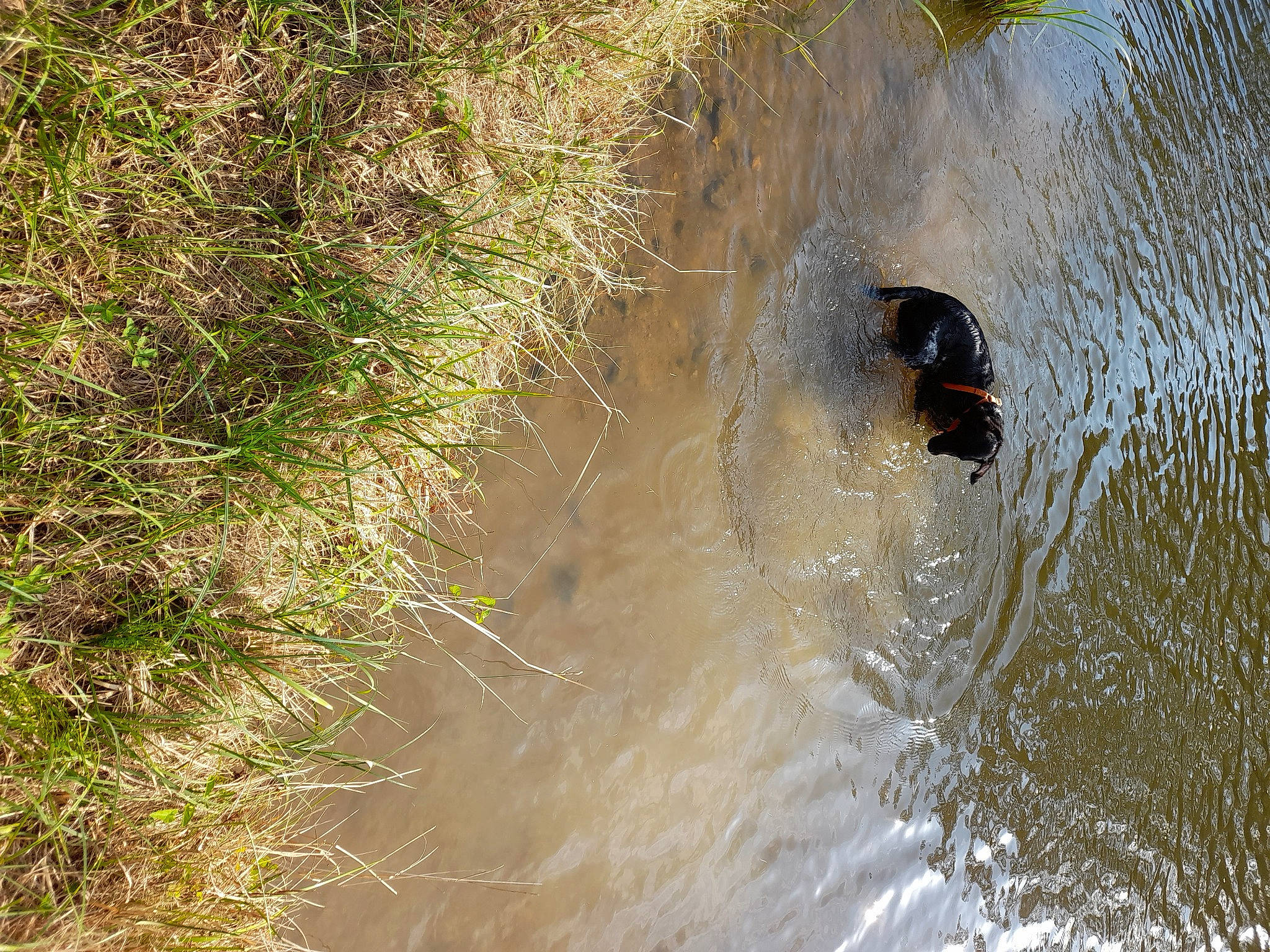 Maya a rejoint le concours — aidez-le/la à gagner de superbes lots ! _geese_and_swans, beak, carnivore, ducks, fen, fluvial_landforms_of_streams, freshwater_marsh, grass, lake, landscape, marsh, plant, riparian_zone, tidal_marsh, water, water_bird, watercourse, waterfowl, wetland, wildlife