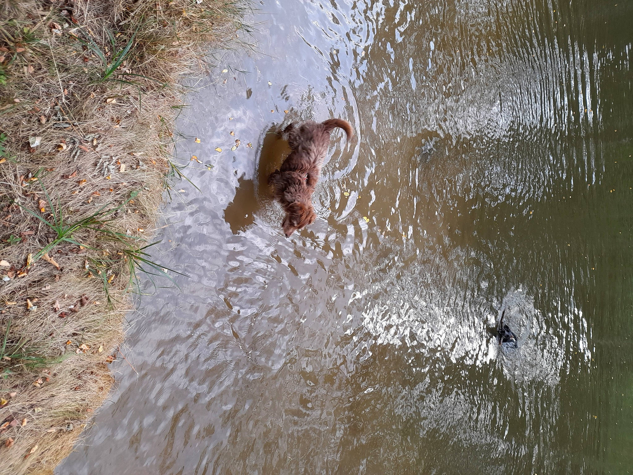 Maya participe au concours pour gagner de l'argent avec cette photo : bathing, body_of_water, event, fun, grass, lake, mud, plant, pollution, puddle, recreation, reflection, soil, stream, water, water_feature, watercourse, wetland, wildlife, working_animal