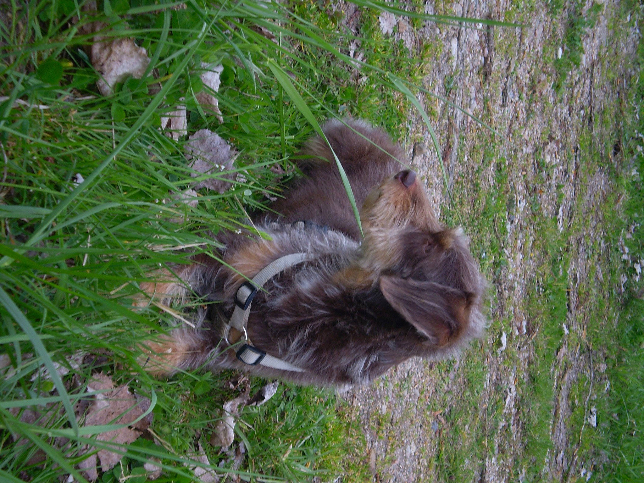 Fidji a rejoint le concours — aidez-le/la à gagner de superbes lots ! _geese_and_swans, bat, beak, dog_breed, duck, ducks, fur, grass, grass_family, groundcover, insect, liver, moths_and_butterflies, plant, squirrel, tail, terrestrial_animal, tree, trunk, whiskers