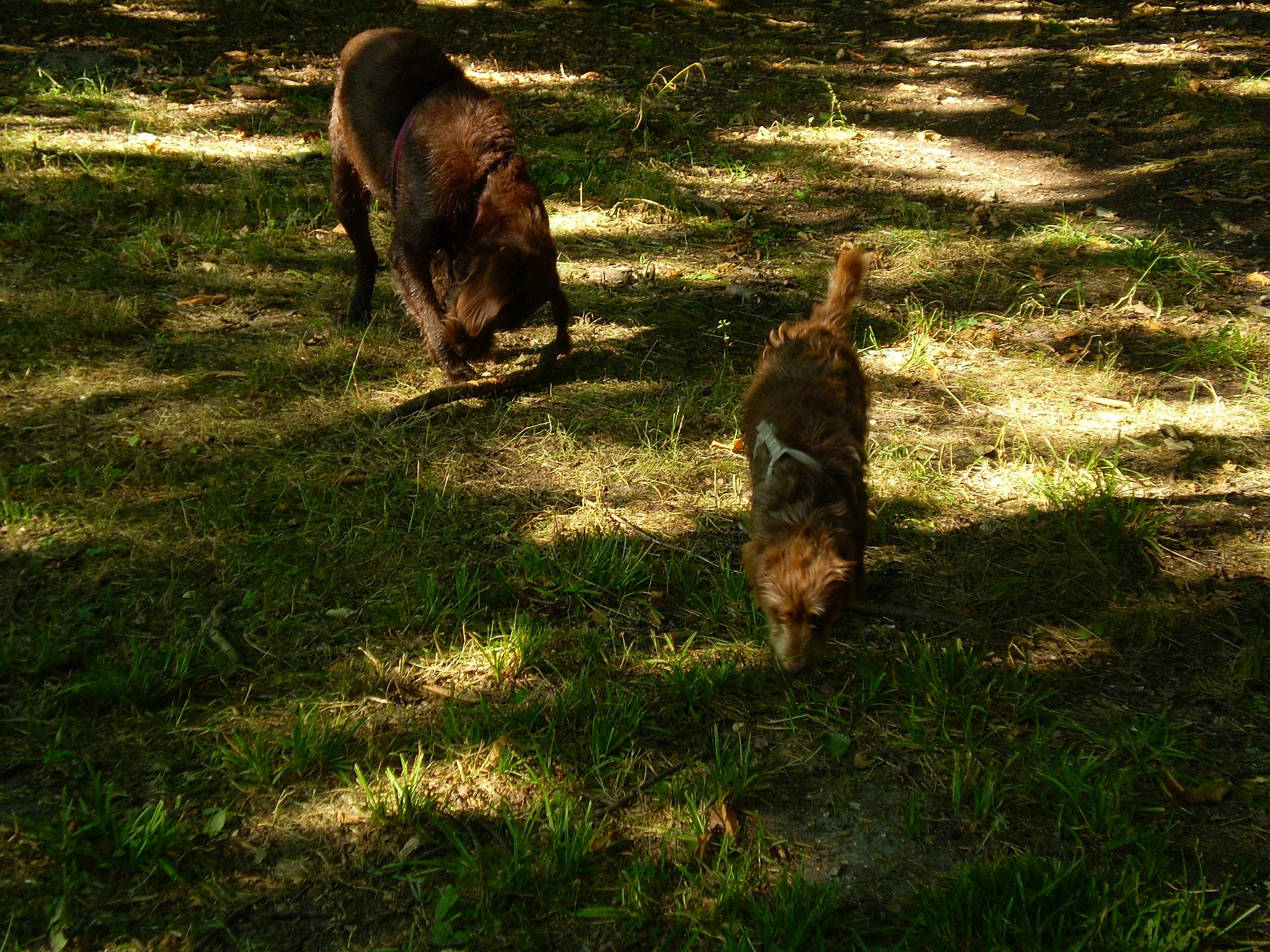 Fidji a rejoint le concours — aidez-le/la à gagner de superbes lots ! carnivore, dog_breed, fawn, felidae, grass, grass_family, grassland, groundcover, lawn, livestock, pasture, plant, shadow, soil, sporting_group, tail, terrestrial_animal, tints_and_shades, tree, wildlife