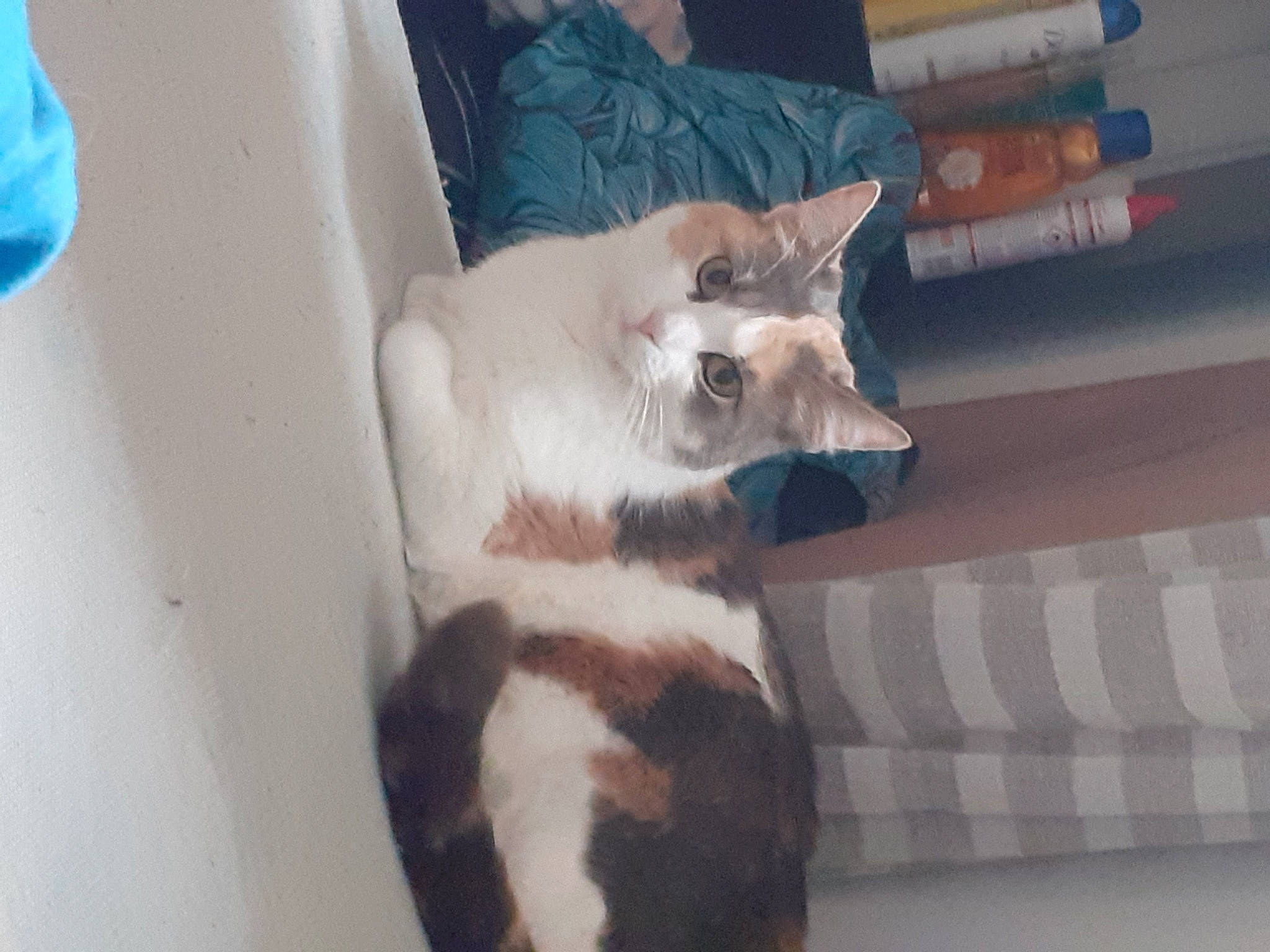 Caprice participe au concours pour gagner de l'argent avec cette photo : canidae, carnivore, cat, ear, fawn, felidae, fur, jaw, kitten, small_to_medium_sized_cats, tail, whiskers