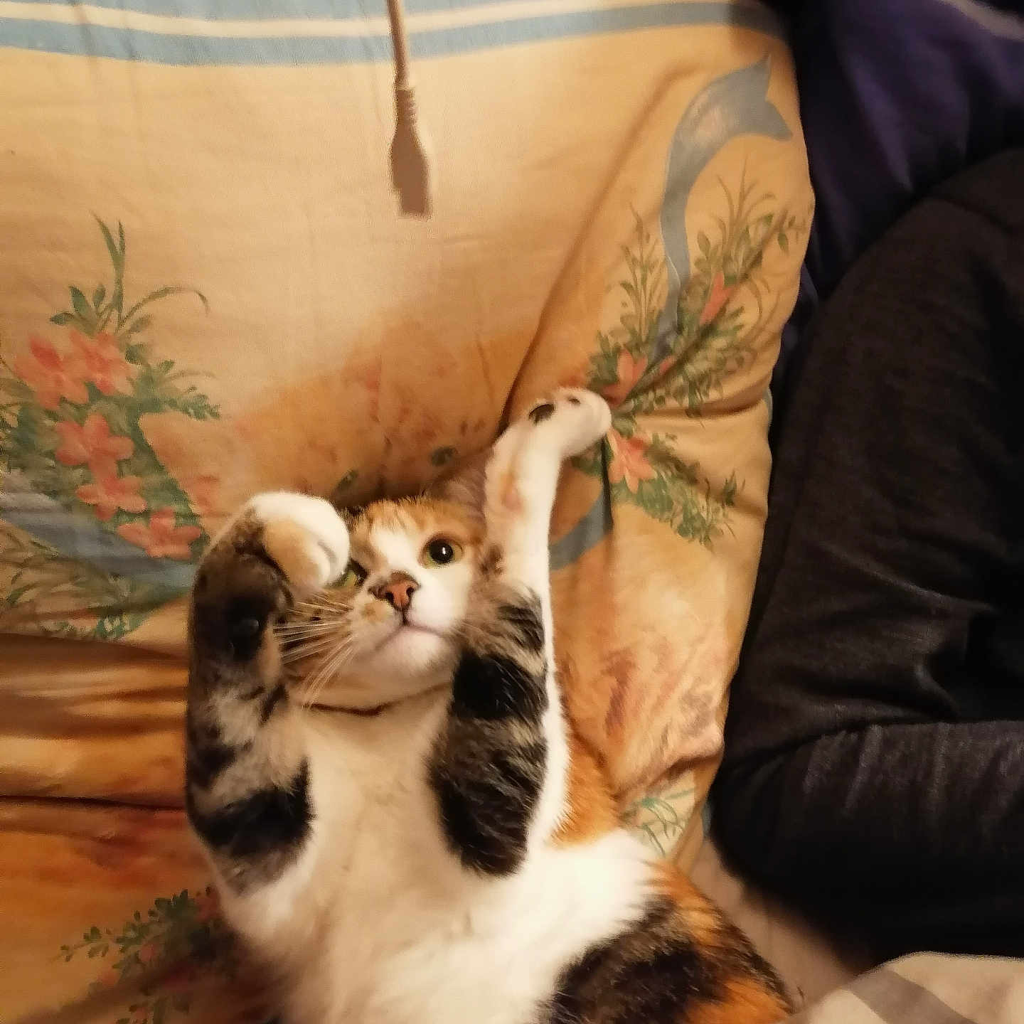 Noisette