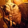 cat, tabby, white_cat, sleeping, relaxed, belly_up, indoor, couch, sofa, blanket, floral_pattern, cozy, warm_lighting, pet, furry, paws, whiskers, resting, home, portrait