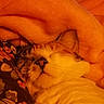 cat, sleeping, pet, feline, whiskers, closed_eyes, nose, fur, orange_lighting, blanket, cozy, indoors, bed, resting, relaxed, nap, snuggled, floral_fabric, portrait, warm_tones