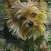 Sassy joined the competition — help win amazing prizes! dog, yorkshire_terrier, pet, animal, fur, ears, outdoor, greenery, leaves, wood, nature, cute, small_dog, lying_down, face, canine, portrait, fur_texture, eyes, nose