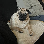 Cia joined the competition — help win amazing prizes! dog, pug, pet, animal, indoor, blanket, chair, furniture, person, clothing, sitting, relaxed, cute, face, paw, companion, domestic, cozy, resting, portrait